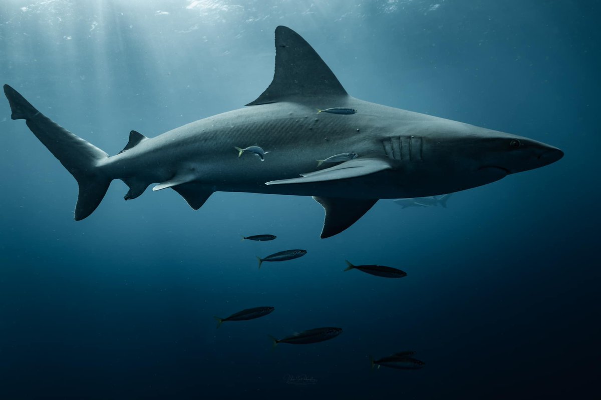 Are you ready to dive into the amazing world of water sports and activities? Join #Anchornize today and discover the best diving centers, dive sites, and dive packages for your next adventure. Anchornize is more than just a platform, it is a community of water lovers.