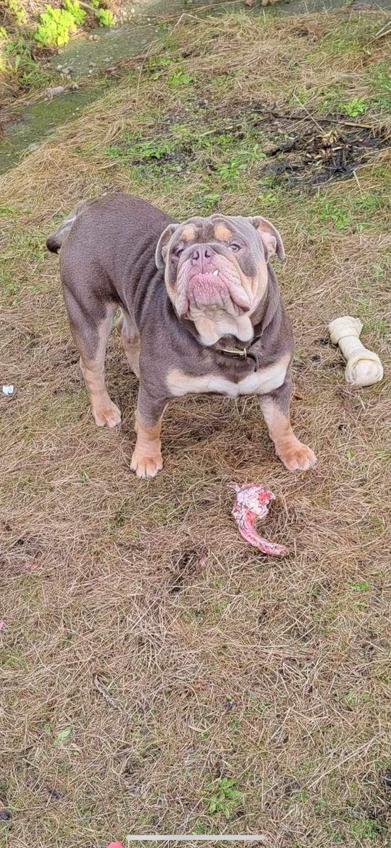 #Bulldog #DogsOfX #DogsOfTwitter #Dogs