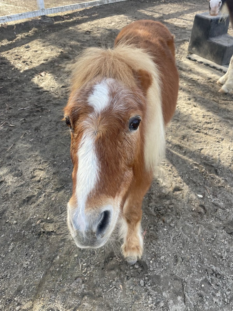 IndependentRed4's tweet photo. @JaeSwoon Somebody get Jae a pony! I have one in mind…. #AngryMini https://t.co/Ezv52NDDK5