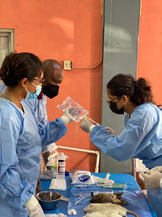 Act fast to join our Fluid Therapy class in Eaton Rapids, Michigan on February 10! Dive into essential concepts for wildlife care - recognize dehydration signs, understand organ impacts, and master fluid therapy plans. Register now! theiwrc.org/courses/
#wildliferehabilitation