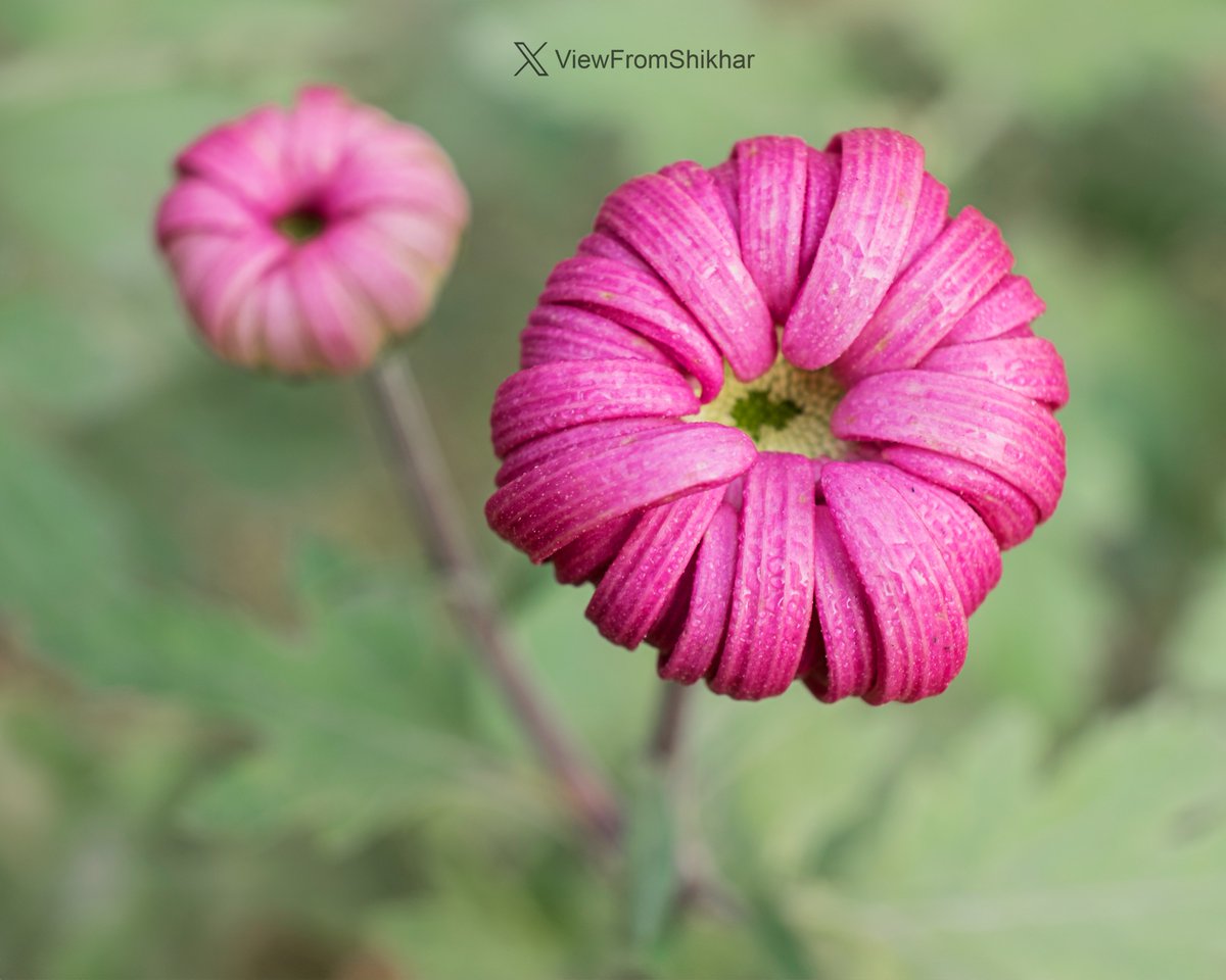 ViewFromShikhar's tweet image. Share a flower photo from your gallery. 🌺🌻

Also, spread some love on other photo comments below!