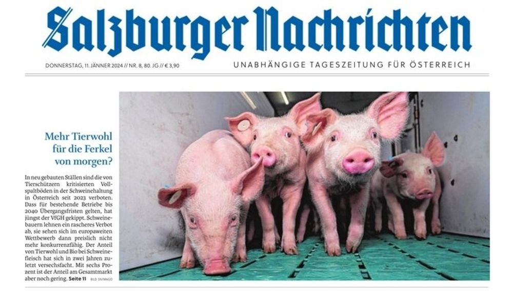 paulinepark's tweet photo. Austria is considering new rules that would give pigs more room to move around in but what they really need is to be loved like dogs & cats; Austria & every country should #BanFactoryFarms & #BanFactoryFarming~! #Schweine #griser #cochons #maiali #돼지
https://t.co/cSZAo484e6 https://t.co/m2yVOwIeFi
