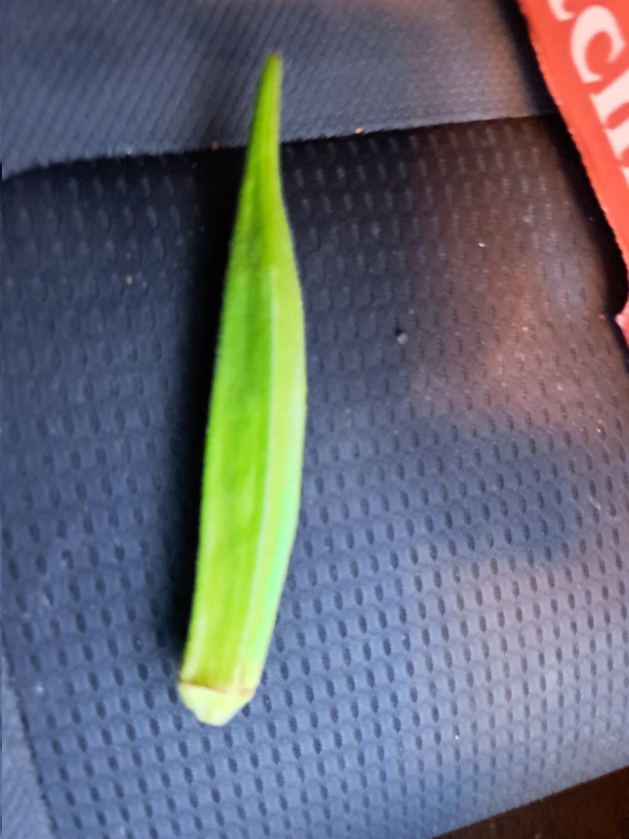 Steven freedom warrior 🌸 🗽 tweet media