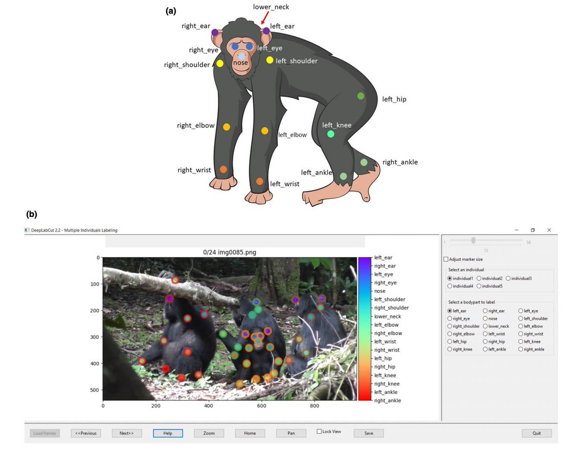 andresvilarino's tweet image. This Paper Unveils How #MachineLearning Revolutionizes #WildPrimate #BehaviorAnalysis with #DeepLabCut 

#ML #data #ConvolutionalNeuralNetworks #CNN 

buff.ly/48Kt9Gf