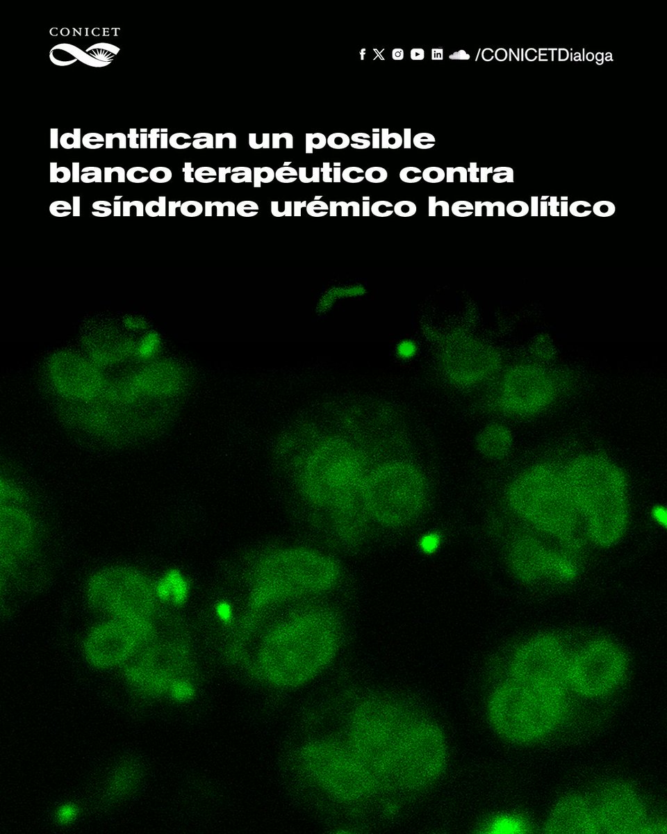 🟢Estudios in vitro, liderados por especialistas del CONICET, sentaron bases para la búsqueda de una terapia para prevenir el desarrollo del síndrome urémico hemolítico. ✍️bit.ly/síndromeurémic… #CienciaArgentina