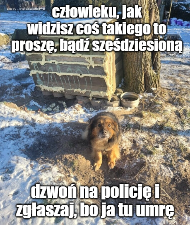 donald_PL_'s tweet photo. Tak w nawiązaniu do praworządności: zachęcamy do zgłaszania patologicznych sytuacji. Zaniedbane zwierzęta mogą nie przeżyć mrozów, tak, jak stało się na przykład pod Bydgoszczą: woda w miskach zamarznięta, psy wygłodzone i na łańcuchach. https://t.co/WXmDkwHhGu