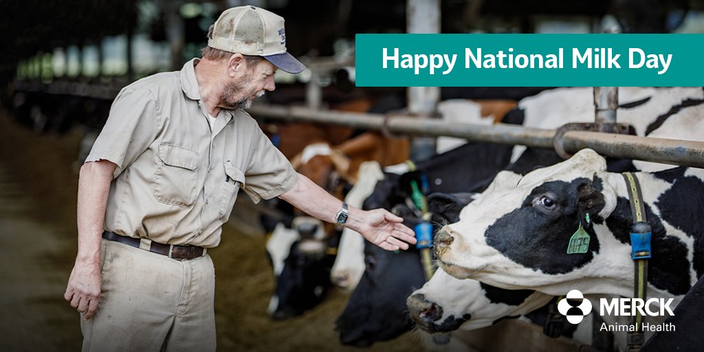 This #NationalMilkDay, we express our heartfelt appreciation to the hardworking dairy farmers who not only bring us fresh and nutritious dairy products, but also provide unconditional care to ensure the health and well-being of cows.