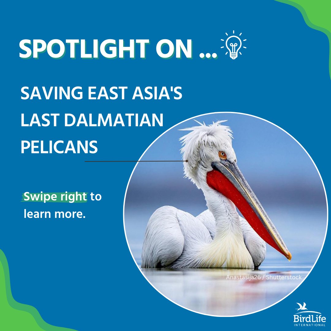 BirdLife_News's tweet photo. 🦢 Species Spotlight 🌿

Discover the Dalmatian Pelican, a large waterbird known for its striking silvery-white breeding plumage.🌟

🔍 Learn more about conservation efforts in East Asia below 👇 https://t.co/y1gzxTymPl 

#NatureConservation #Biodiversity https://t.co/gLCLznKuek