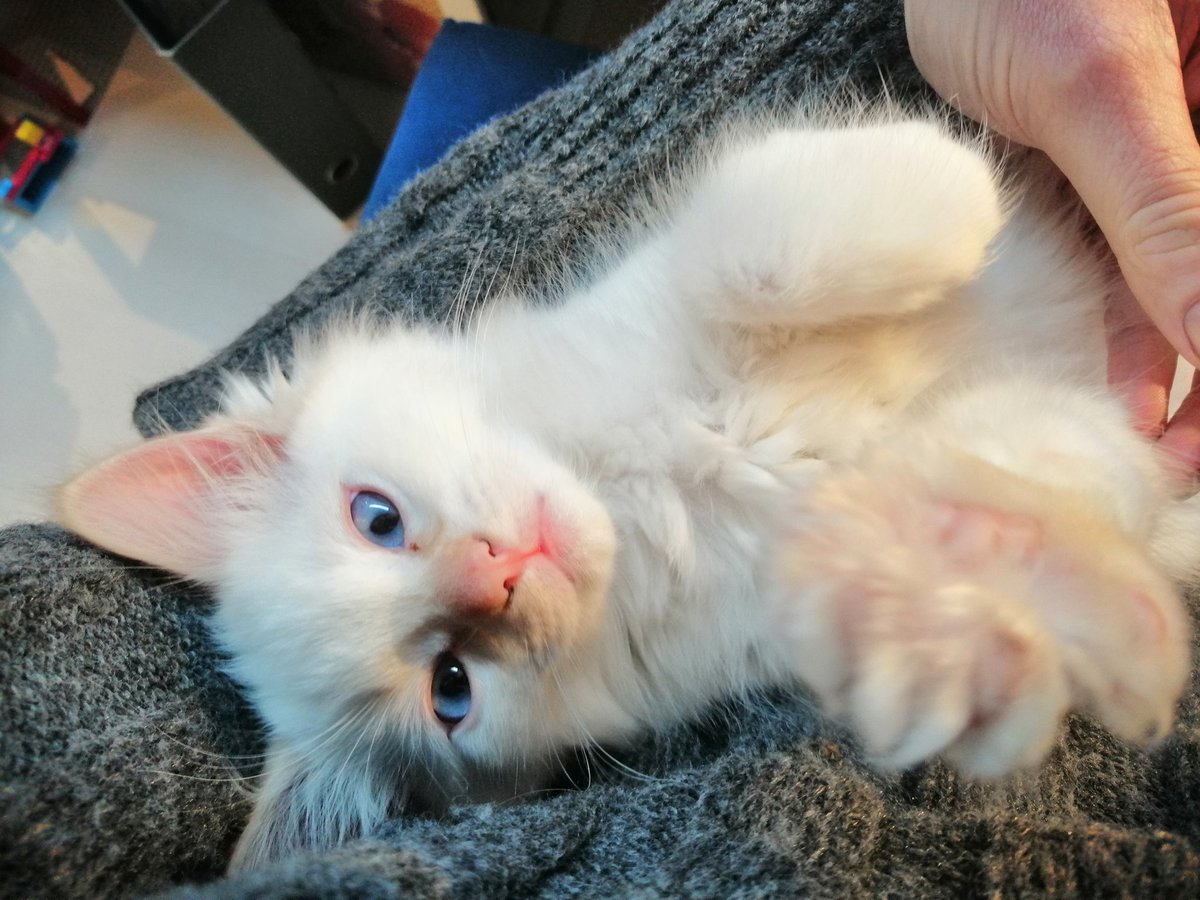 Working from home with a kitten.. #CatsOfTwitter #CatsOnTwitter #kitten