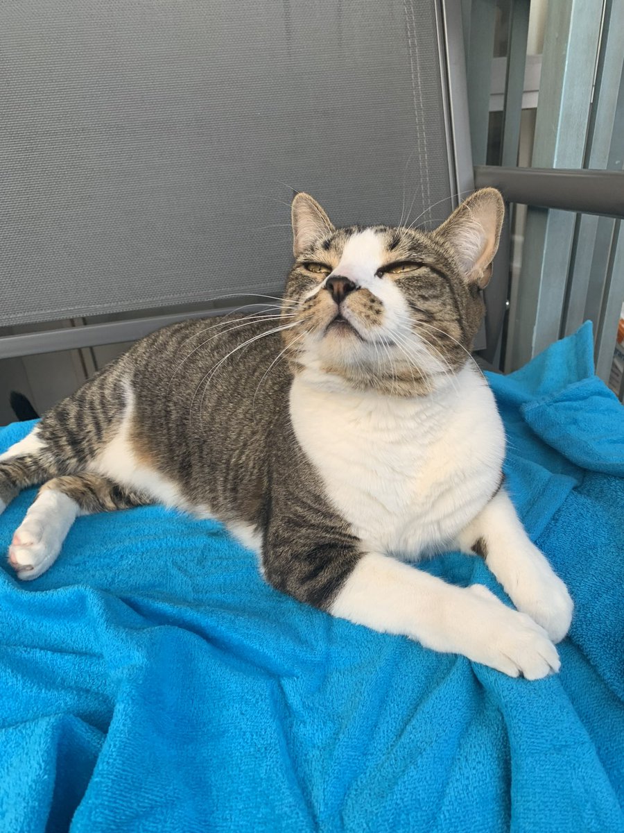 dexworker's tweet photo. @zircuit a cat pic with embedded alpha https://t.co/Izndsvb6yy