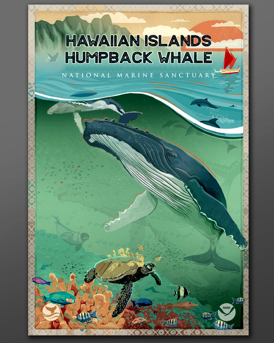 Humpback whale season is here and so is the @Hihumpbackwhale poster! #SaveSpectacular Take a look for yourself, and download the poster today! sanctuaries.noaa.gov/posters/hawaii…