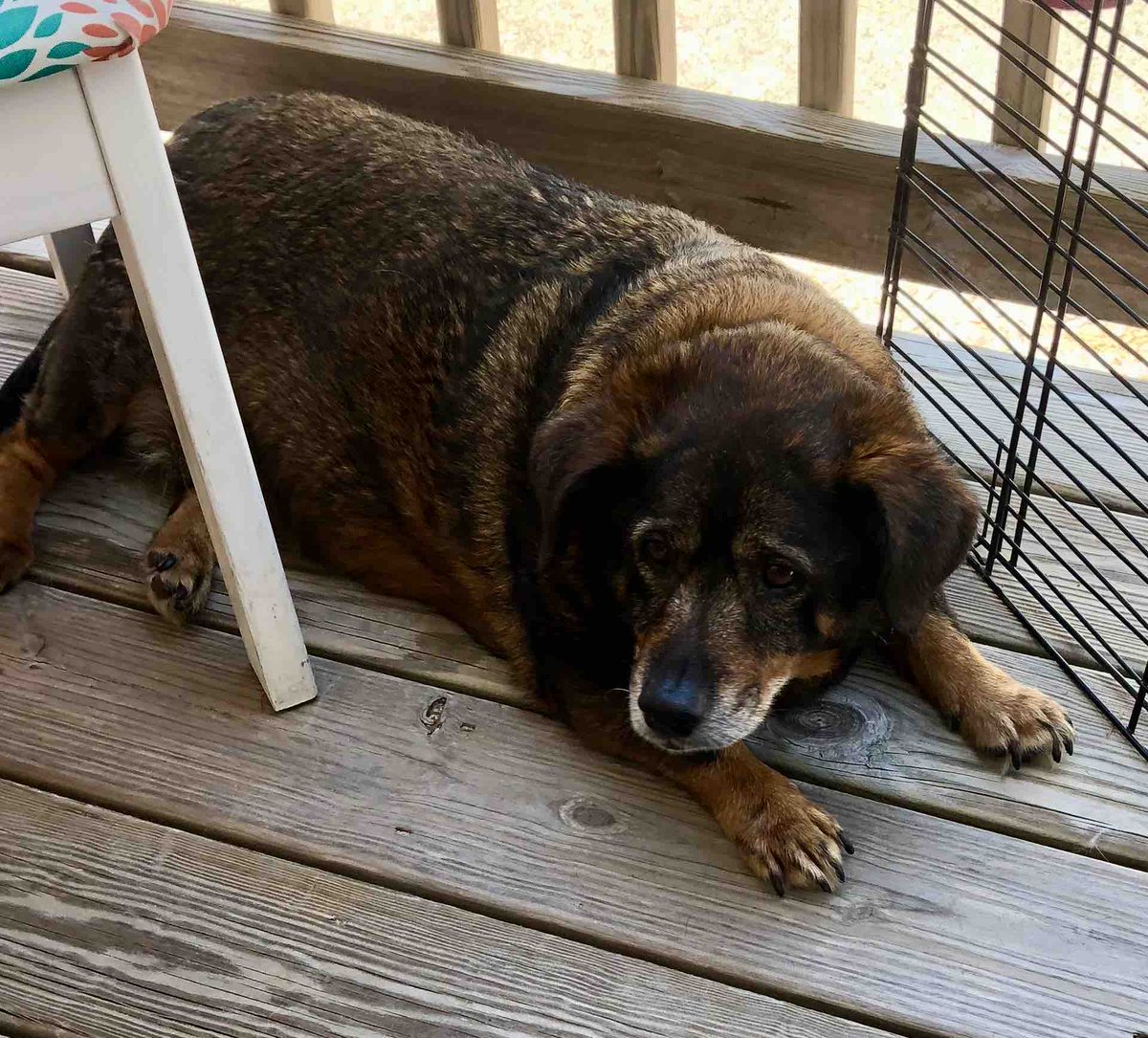LOST DOG ALERT!
This elderly dog went missing yesterday on Hoopers Island. Has collar, tags, and microchip. Please call 410-228-3090 if found. Thank you!