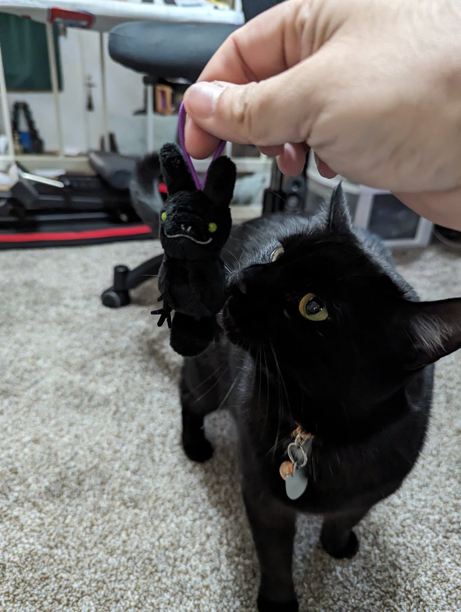 LuciferBob's tweet photo. @bettiebloodshed @tinymangojunior I got a black one for Boötes but he just wanted to play with it https://t.co/cHaDNel4yZ