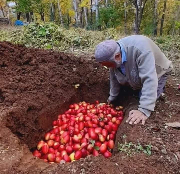 In some areas of Turkey, apples are buried for fresh food in the winter
#Information #informationtechnology #countryside #agriculture #agriculturelife #amazing #amazingcars247 #amazingview #amazingphil #amazingcars #AmazingDay #amazingplaces #amazingink #amazingplace #amazingfood