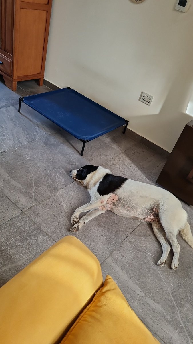 lavicuchi's tweet photo. La Tuni con cucha nueva 🫠🫠 https://t.co/QlbTkGRYvJ