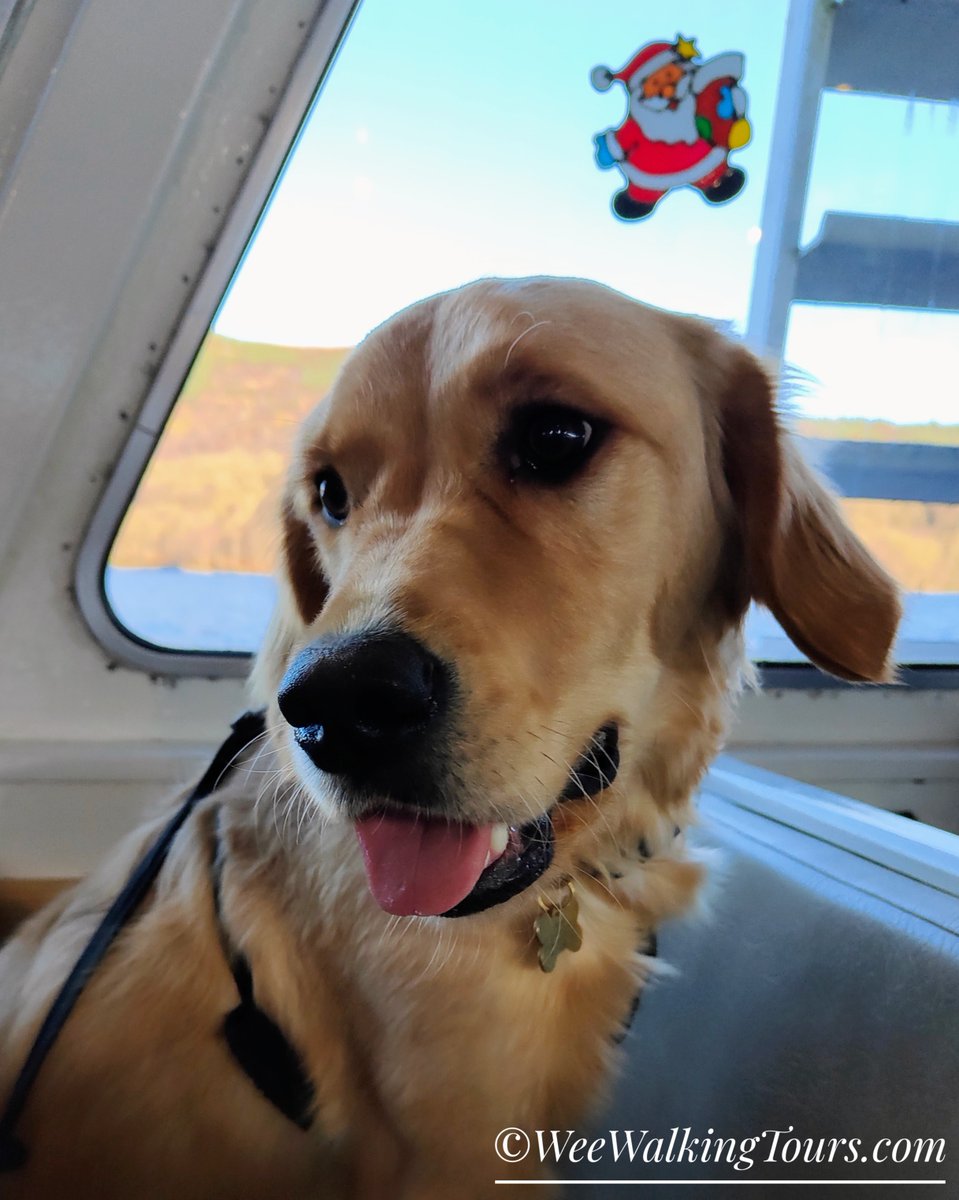 Join our wee Walter on his epic adventure to the stunning Loch Katrine as he sets sail on the Lady of the Lake!

This virtual travel trip was inspired by Walter's namesake, #SirWalterScott-

weewalkingtours.com/post/lady-of-t…

#WalterTheGoldenGuide #Scotland #GoldenRetrievers