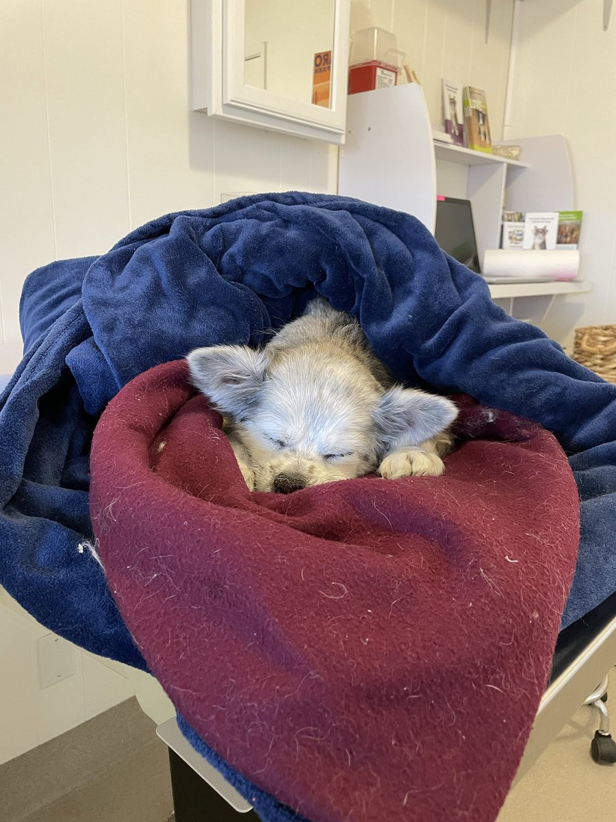 bettrthanexpctd's tweet image. My Senior pup Nacho nut crossed over the bridge this morning. 17 good years of low maintenance as long as he could see me and unconditional ❤️! Nacho is with his sisters now 🙏