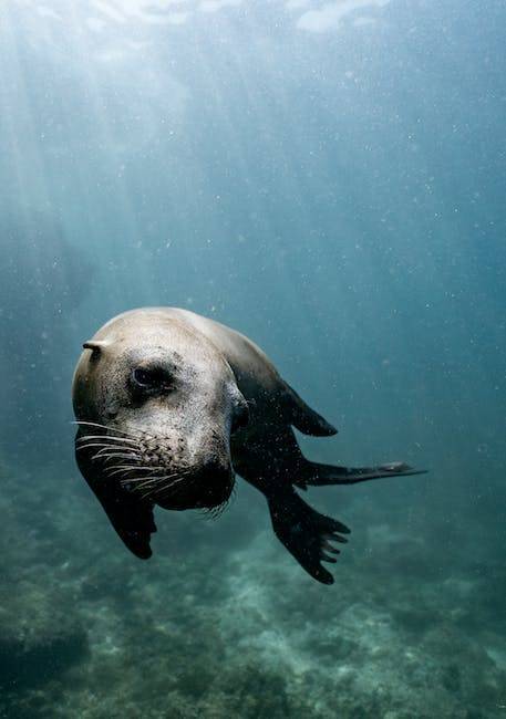Key Largo Chamber of Commerce & Visitor Center tweet media