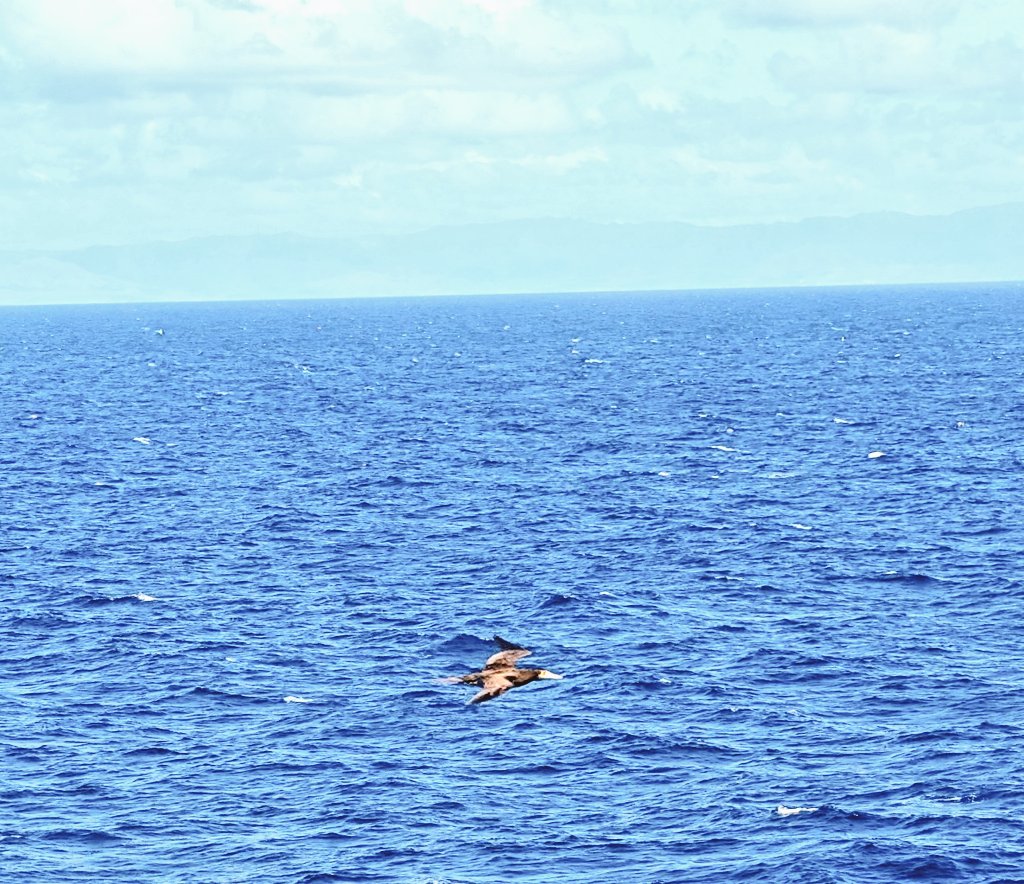 daldred007's tweet photo. Jan 11
11/365
007 is out and about again!
Relaxing sea day on @pandocruises Arvia . Cruising to St.Maarten with Puerto Rico on the port side.
#shipshots #Arvia #Caribbean #cruise https://t.co/8SO02cKXy8