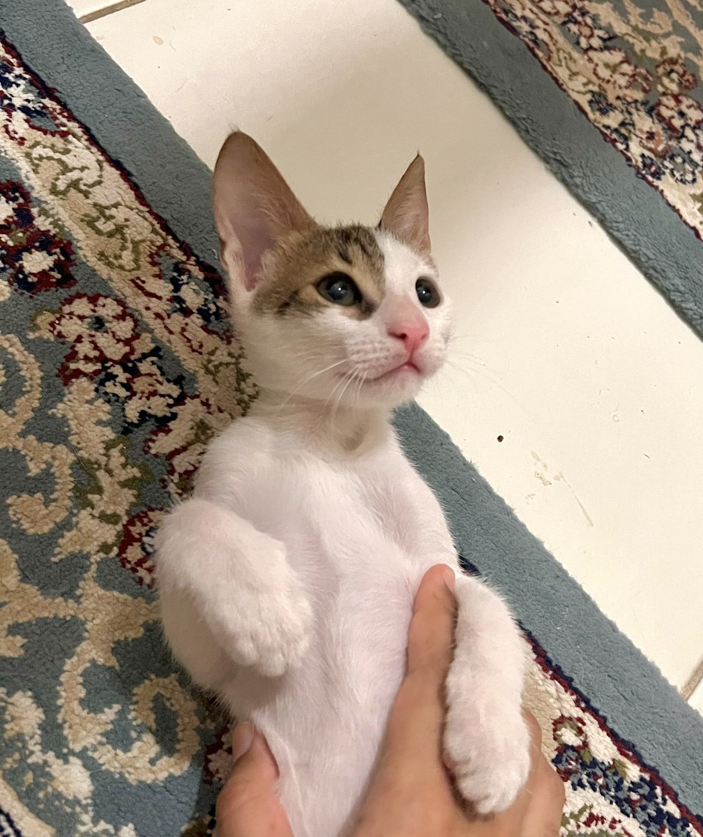 rescued this kitten from a car engine when he was really small,he is now ready for a loving home.He loves people and deserves to receive love as well😔.Allah swt will reward you for your kindness for taking in a rescue.0540055667#jeddah #jeddahcats #SaudiArabia #جدة #قطط