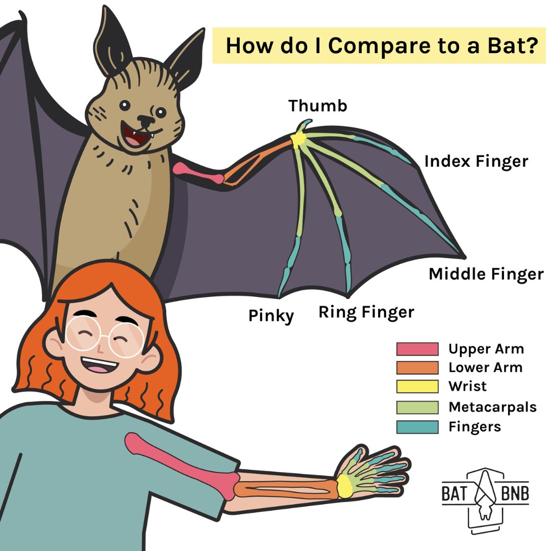 More Alike Than Different: Bats, with their wings mirroring the bones in our arms, are a beautiful example of nature's shared designs. We're all connected Share this post to spread the message!