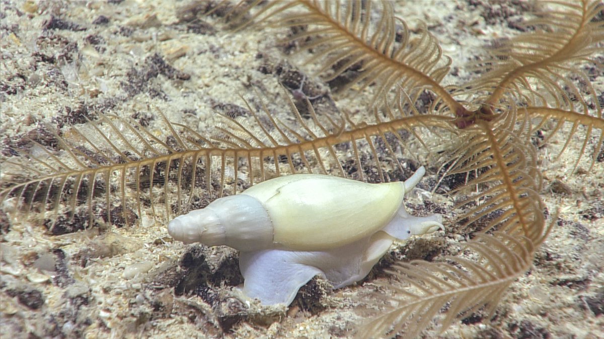 DeepStewardship's tweet photo. 📢This week's #DOSI #DeepOceanRoundUp is here!
🔍Explore food webs, vent field biodiversity and a webinar on deep-ocean plastic pollution.
👉https://t.co/oKqItTskkI
📷@oceanexplorer https://t.co/B35ig3ZHz2