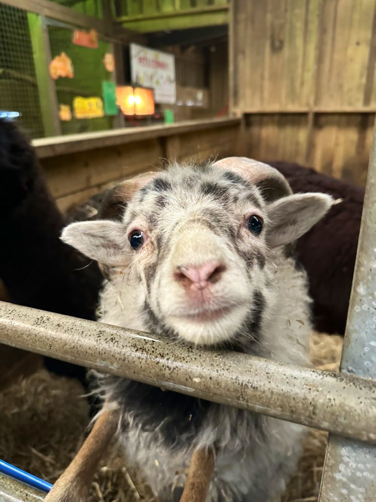 A great morning at Smithhills farm with <a href="/Nic_Eminson/">Nic  Eminson - Smith</a> and Tia.

All things accommodation, welfare and biosecurity for todays farm visit 🐮 
<a href="/My_Apprentice/">Myerscough College</a> 
#agriculture