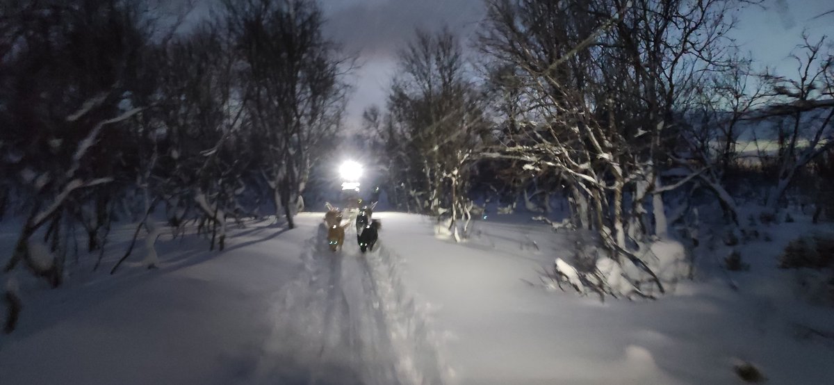 Nanouak's tweet photo. Nanouak Dogsledding Norway https://t.co/3ZIWTuiw4p