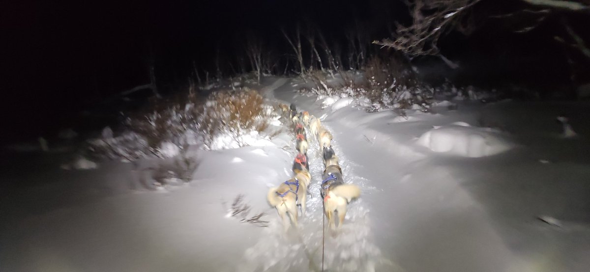 Nanouak's tweet photo. Nanouak Dogsledding Norway 🇸🇯🏴‍☠️⚔️🐾 https://t.co/xsieddkYmS
