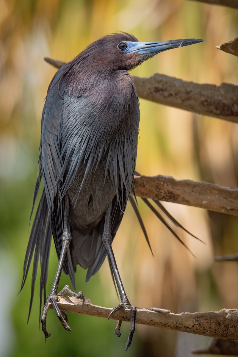 ** Please View FULL SCREEN ** Little Blue Heron (Egretta caerulea) showing his BEST side in Glorious lighting! The Palms are a favorable tree for nests and courtship displays by all the Waders utilizing this Rookery. #BirdsOfTwitter #BirdTwitter #birds #TwitterNatureCommunity