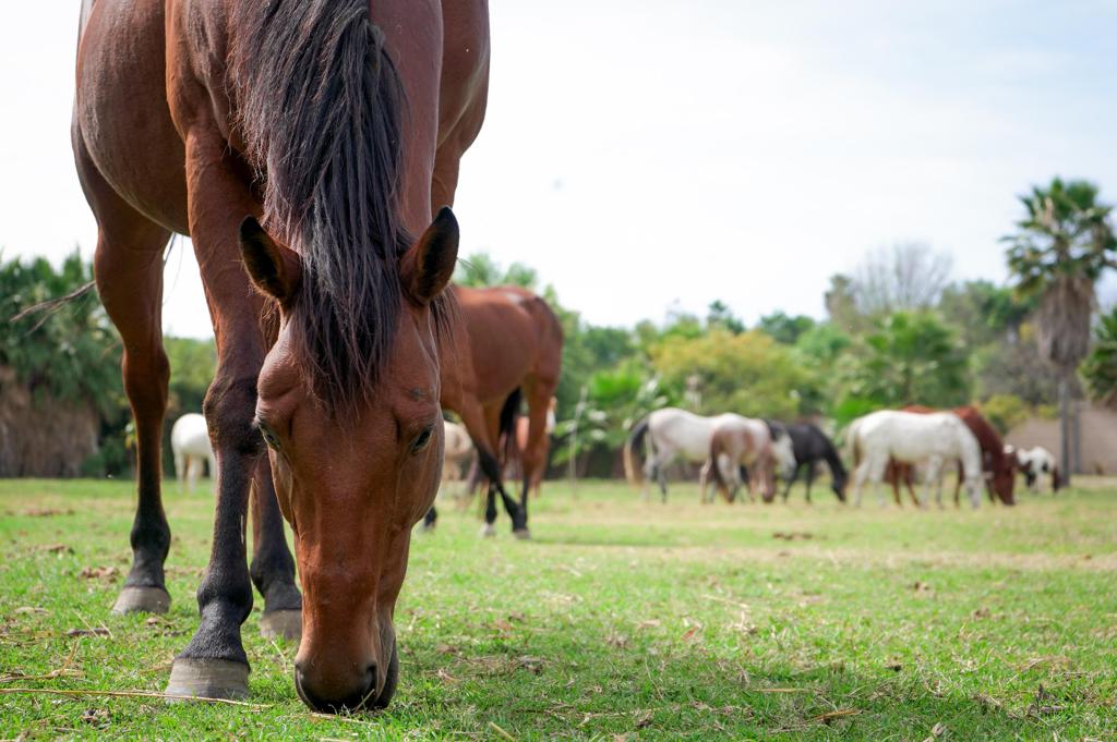 #Enhorabuena 🆘 | <a href="/cuacolandia1/">Cuacolandia</a> se ha convertido en un apoyo sumamente importante para nuestra Célula de Caballería, 👮‍♂️ pues gracias a ellos hemos podido continuar con el rescate y rehabilitación de equinos.