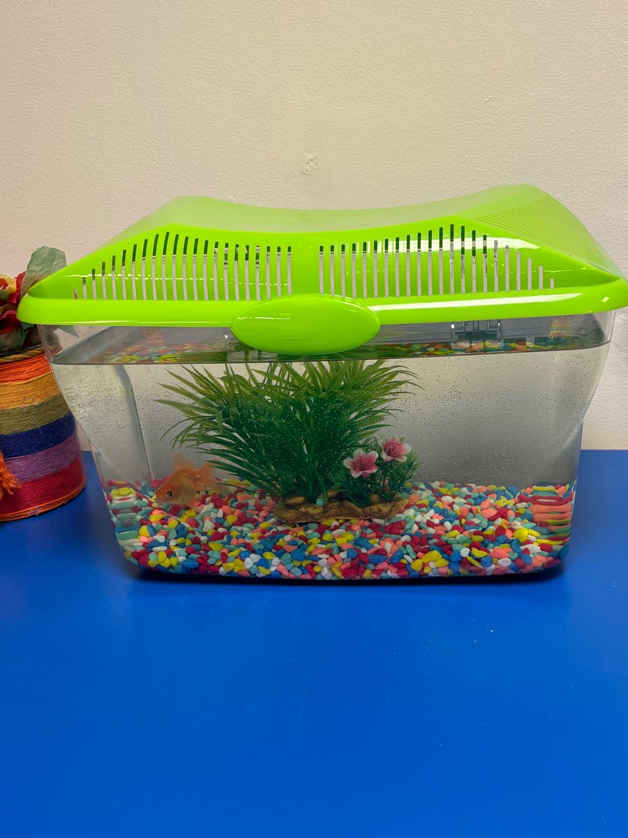 HinchMillSchool's tweet photo. Say hello to Rosie! 👋 🐠
Cherry class are so excited to have a new addition to their classroom. Reception children have been practising their handwriting by writing welcome letters to Rosie! 🐠 https://t.co/zzac0ClLa6