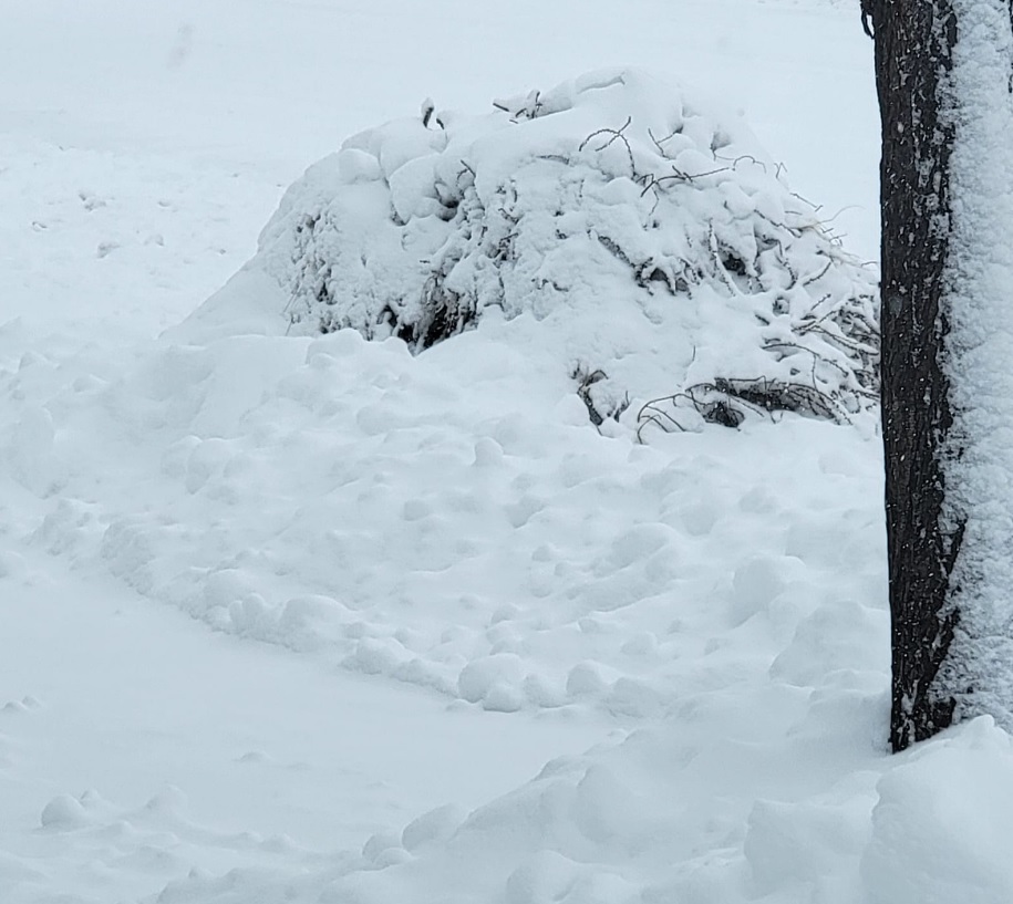 Be careful out there in the weather! Don't end up like this tumbleweed in downtown #KlamathFalls. Our team in #southernoregon keeps delivering services but is taking precautions. So should you! #HealthJusticeHope #babyitscoldoutside
