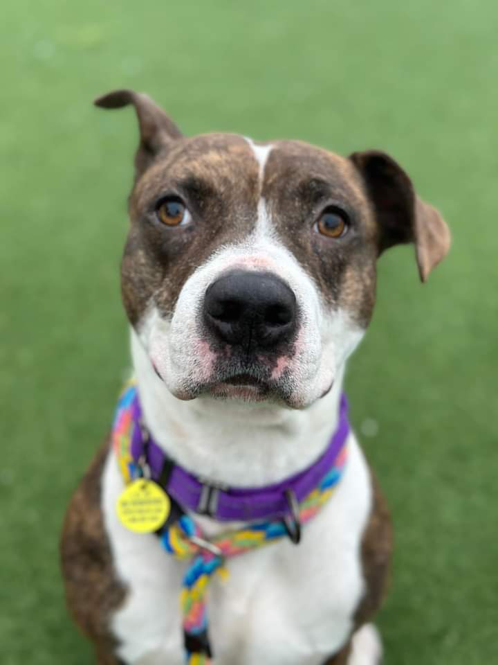 KarenSConniff's tweet photo. #Chessie #CLE  Three year old Chessie likes walks and snuggle. She walks decently on leash, and doesn't mind taking little breaks to show off her "sit" for a cookie. She enjoys scratches, belly rubs,  and a roll in the grass. https://t.co/meXjJF3wcI https://t.co/5Fsqh4f7jU