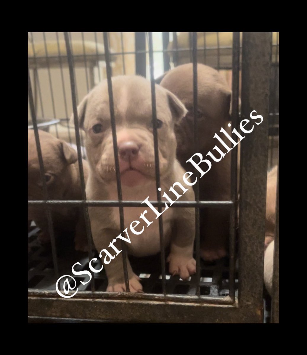ScarverLine's tweet image. Pups Available in Texas. This blood is from California. No one in Texas has this Big La blood outside of myself. There are 6 pups total only 3 pups left. It’s 4 Females 3 Males in this litter!!!