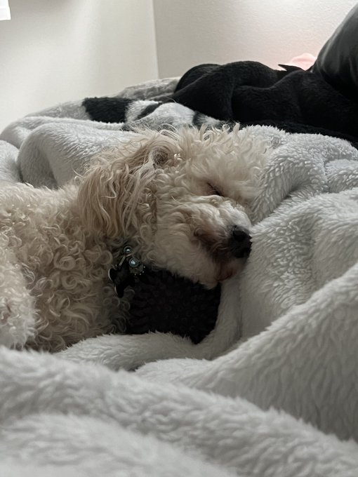 My dog loves his ball so much he fell asleep with it lmao https://t.co/M4fwizwhYR