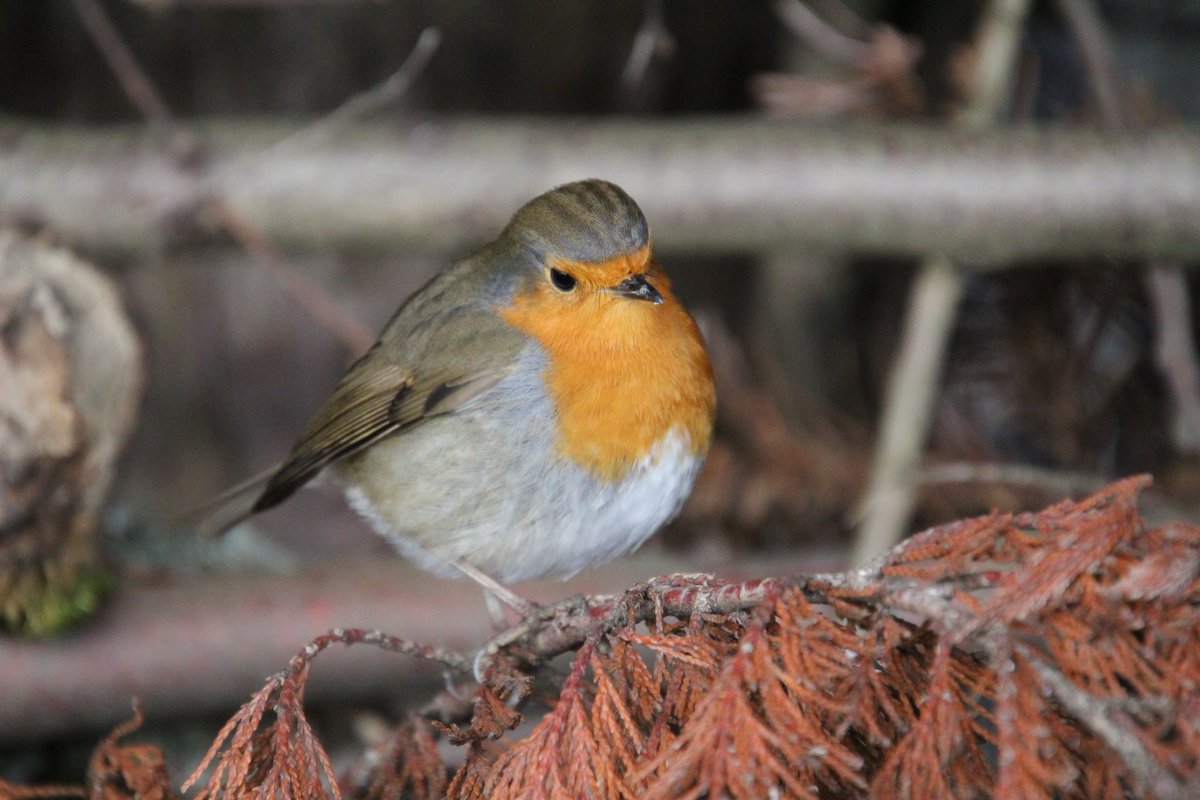 Some photo's of beautiful little Robins on my nature walk round Worsbrough mill and country park 
I do love the little Robins