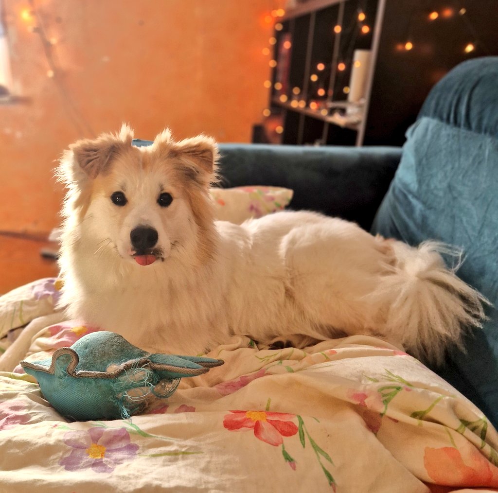 Wer süße Hundefotos haben möchte, mein Hund hat jetzt einen eigenen Instagram account 🐶👉👈

Meet a pup called Flumph:
instagram.com/apupcalledflum…