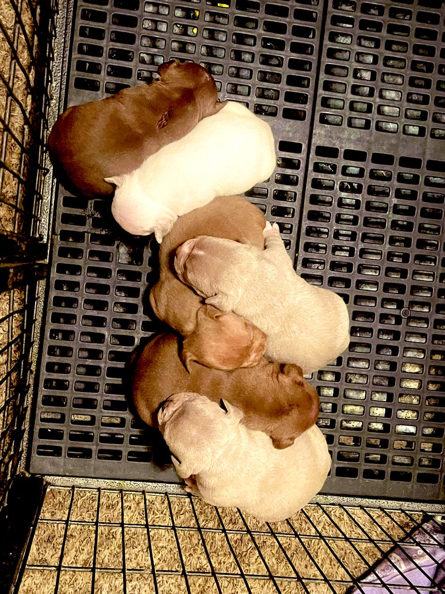 ScarverLine's tweet image. 4 weeks on Sunday. Big La xXx Rich Chigga