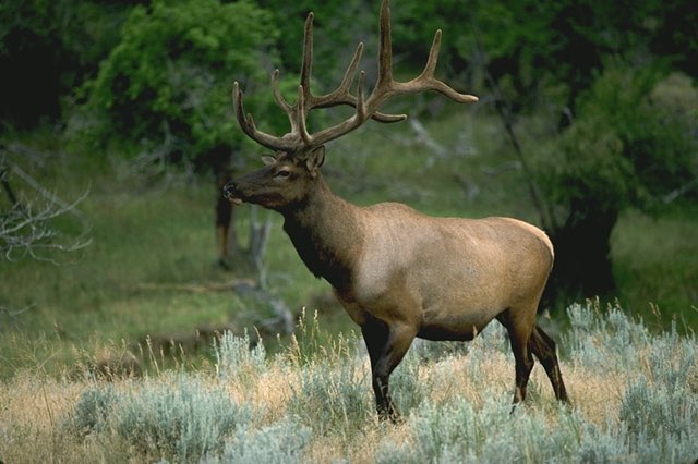 WildRecreation's tweet photo. Now hiring 2 funded MS degrees at the Haub School at the University of Wyoming on big game hunting in Wyoming. Come join us in the mountains!  https://t.co/nLodkbf5ya https://t.co/FOsPrwOQeT