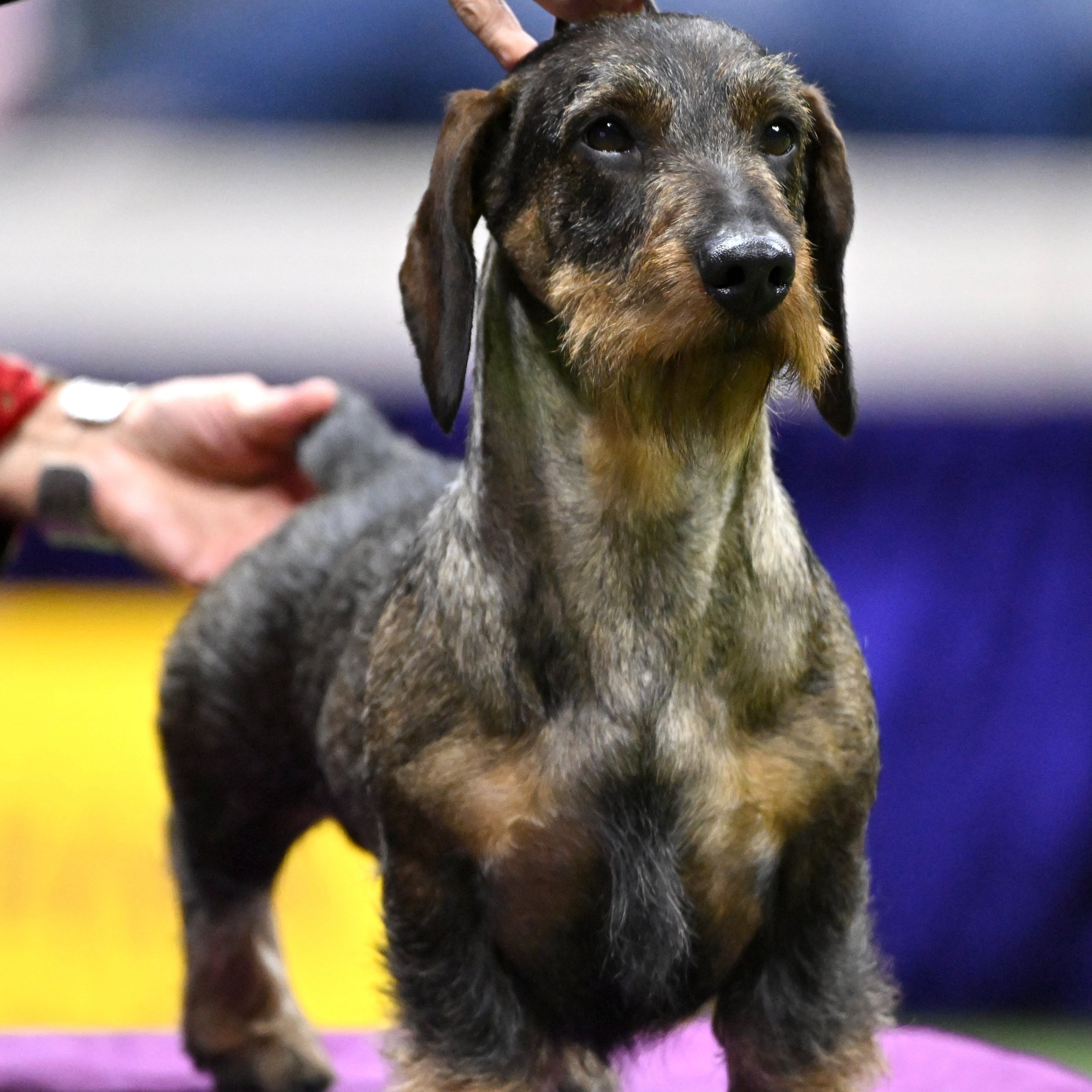Kennel club wire haired dachshund cheap