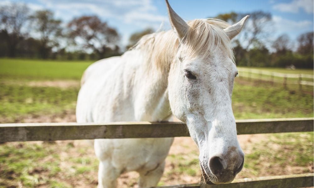 marillion13's tweet photo. SIGN: JUSTICE FOR BELOVED HORSE BRUTALLY SHOT AT POINT-BLANK RANGE, I feel so sorry for LeMonยดs owners, they must be heartbroken, please sign/share for justice for the poor defenseless horse.
#RIPLeMon.
https://t.co/jW29HV3CBL
@LadyFreethinker https://t.co/I7PDfNzx3x