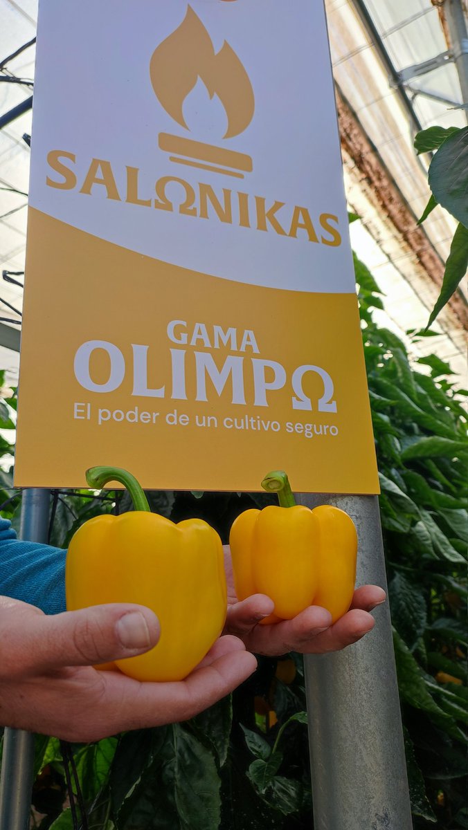 RevistaMercados's tweet image. Hoy hemos estado con @BASF_ES en unas jornadas de campo conociendo la gama de pimiento california #olimpo. Variedades abiertas, rústicas, que permiten plantar tardío y elegir el momento de corte, manteniendo calidad y producción: hoy hemos visto #salonikas #arkos y #bikos abro🧵