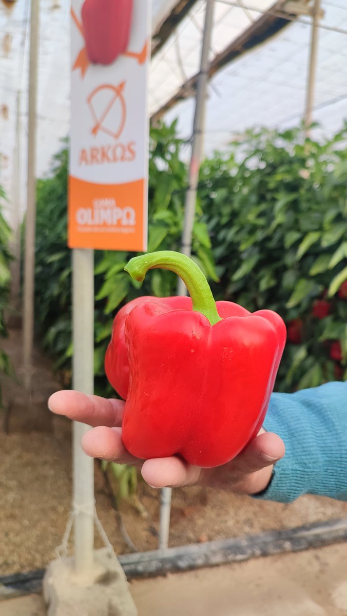 RevistaMercados's tweet image. Hoy hemos estado con @BASF_ES en unas jornadas de campo conociendo la gama de pimiento california #olimpo. Variedades abiertas, rústicas, que permiten plantar tardío y elegir el momento de corte, manteniendo calidad y producción: hoy hemos visto #salonikas #arkos y #bikos abro🧵