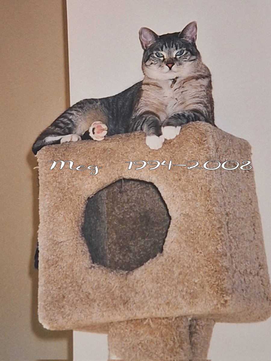 Mo🐈‍⬛ & Jo👵 tweet media