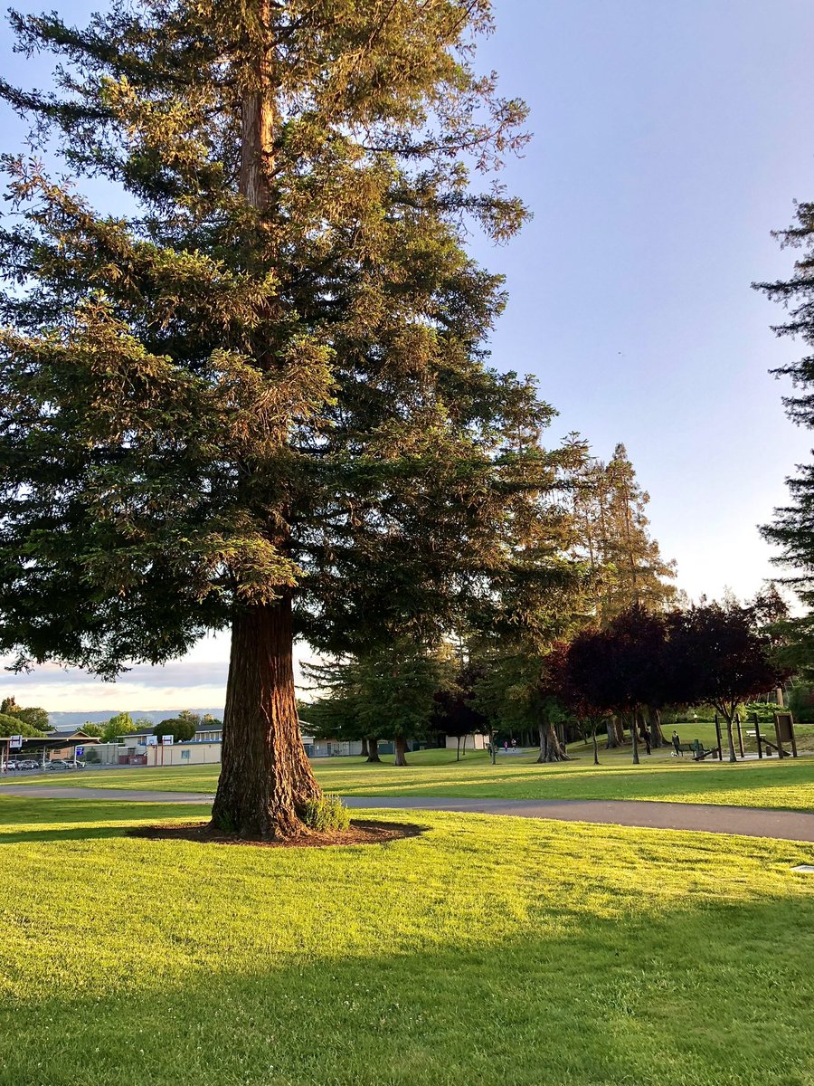 hpphotograf's tweet image. Good Morning ☕️

Lets see your green themed photographs..

#photography #green