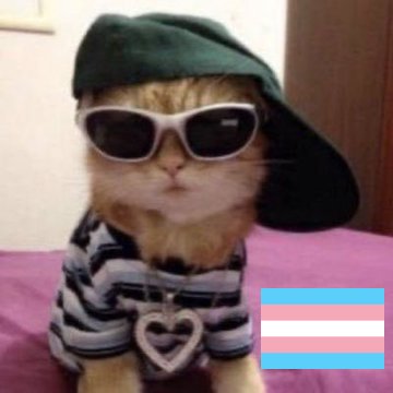 Miau :3 (Cat Posting) 🇵🇸 tweet media