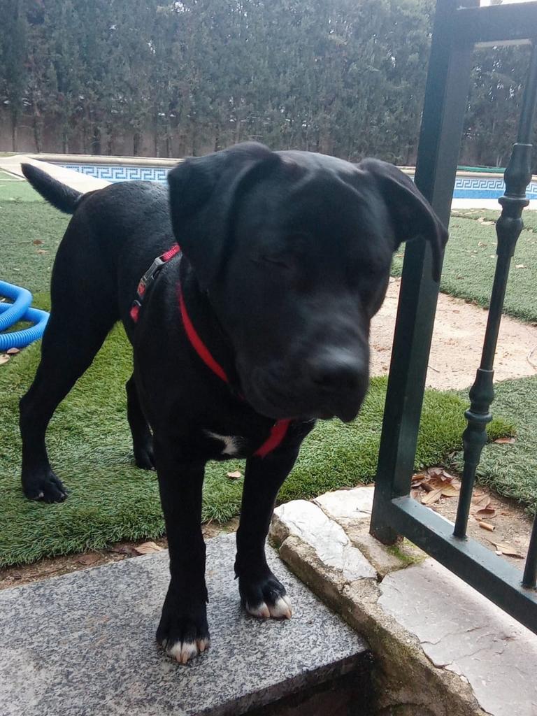 SilviaMylo's tweet photo. Lupo tiene solo 8 meses
Pasa días solo, sin salir ni ver el sol 💔 (  el dueño cambió de trabajo y viaja mucho). El pobre pasa el tiempo esperando a que le saquen y le den un poco de cariño 😢🙏
Madrid
628770887 https://t.co/QZWjGRgbXZ