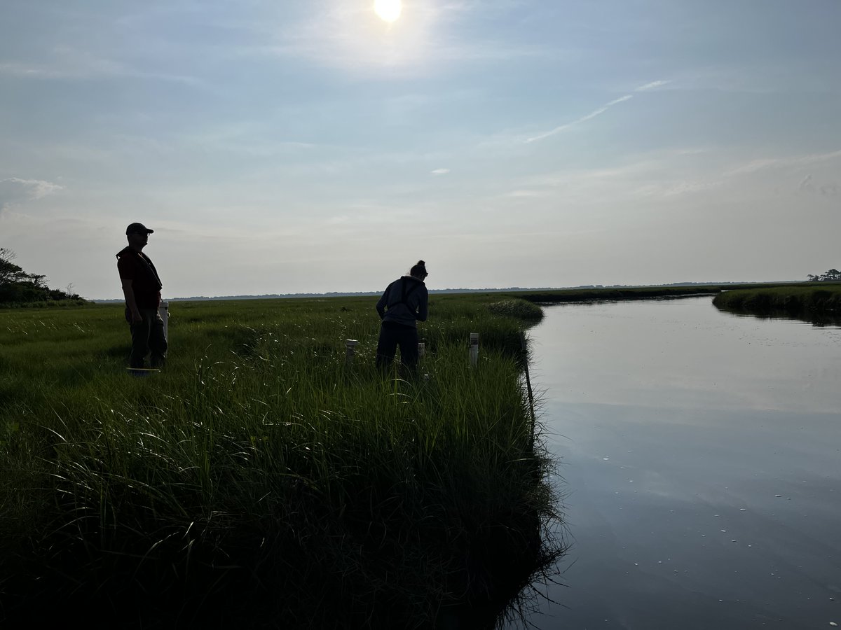 Research Experience for Undergraduates (#REU) applications are up to work with us Summer 2024, with a range of project topics to explore! Deadline March 8. Please RT! @USLTER @CERFScience @BlackinMarSci @SACNAS @indigenousnh @NSF @MBLScience mbl.edu/education/inte… 📷R McNellis