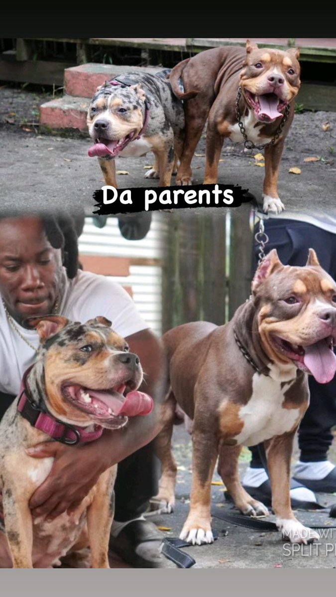 Mobway_mooney's tweet photo. Standard bullies (Merle/tri) https://t.co/X4e4aq1zXi # via @_getHoobly https://t.co/NwgTkyYMYF